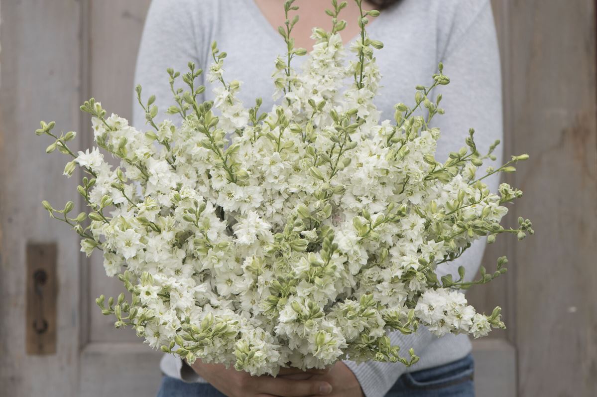 Galilee White – Organic Larkspur Seed