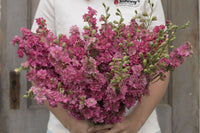 Galilee Carmine – Organic Larkspur Seed