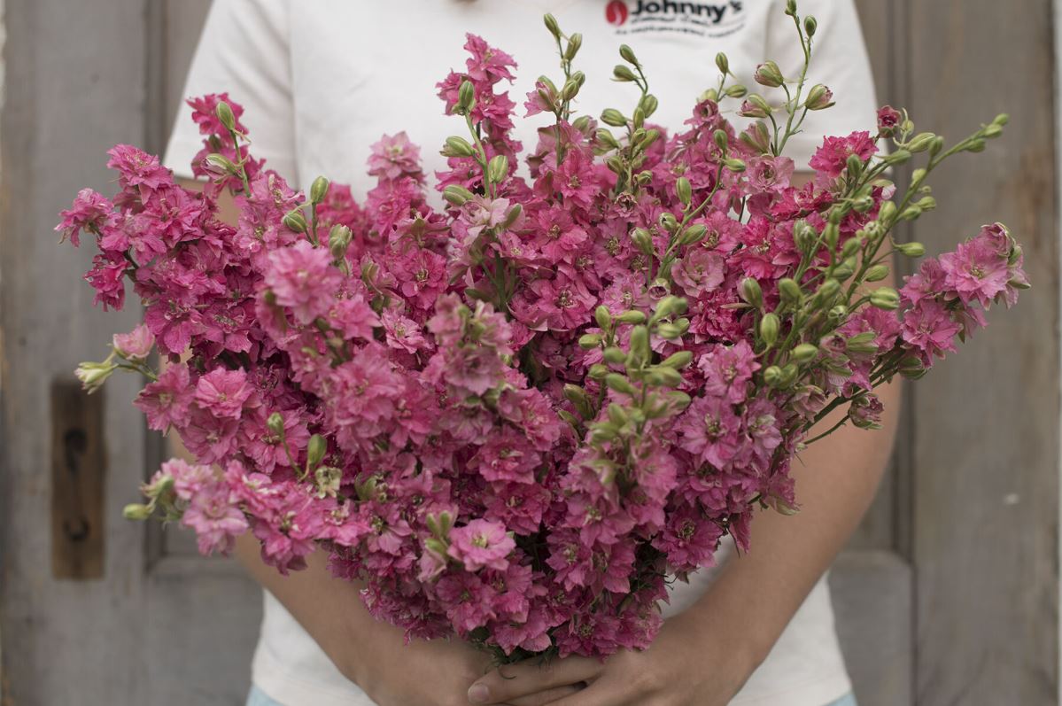 Galilee Carmine – Organic Larkspur Seed