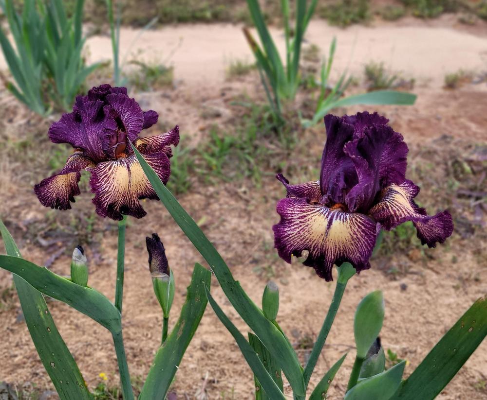 Drama Queen Bearded Iris Seeds