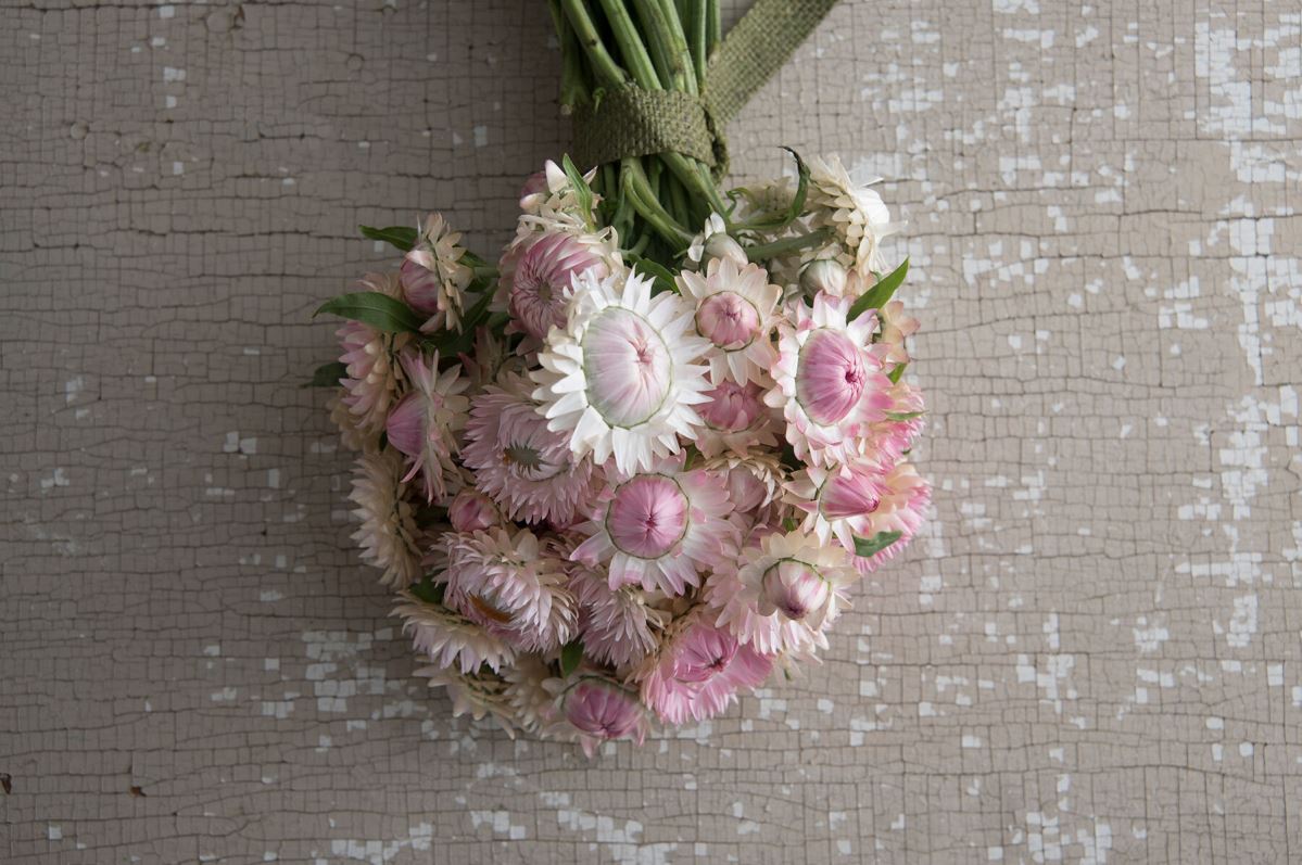 Silvery Rose – Strawflower Seed