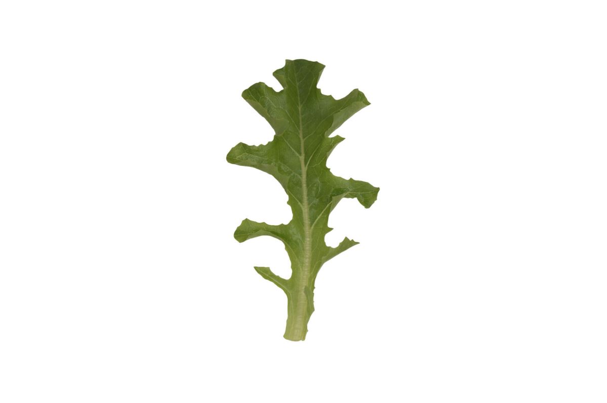 Clearwater – Organic Lettuce Seed