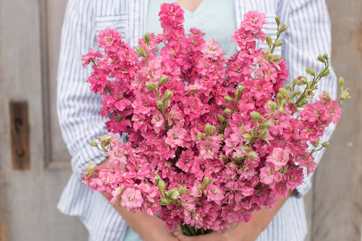 QIS? Carmine – Larkspur Seed