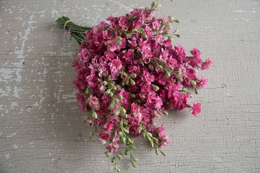 QIS? Carmine – Larkspur Seed