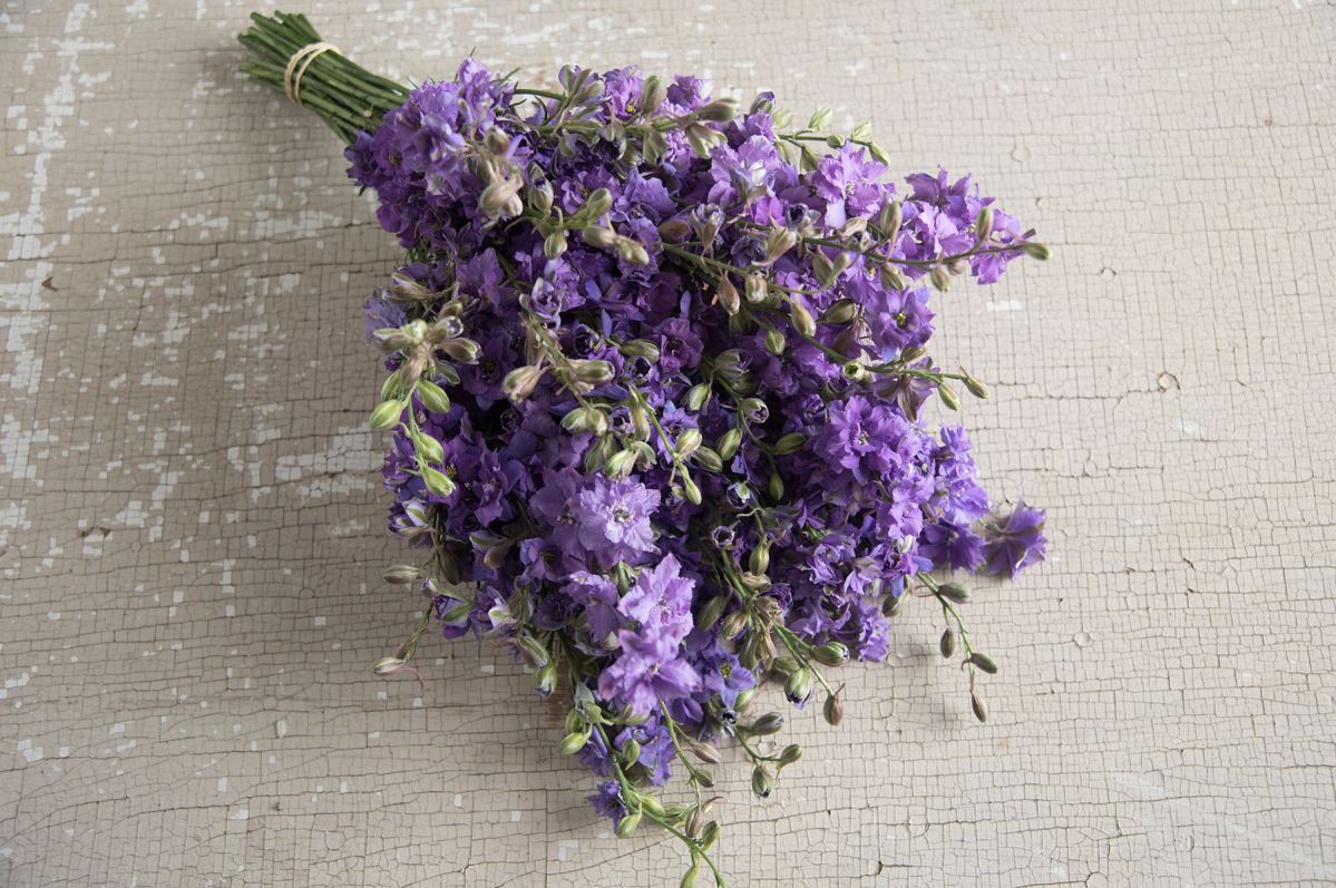 QIS? Lilac – Larkspur Seed