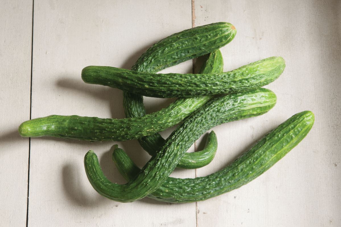 Suyo Long – Organic Cucumber Seed