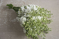 QIS? White – Larkspur Seed