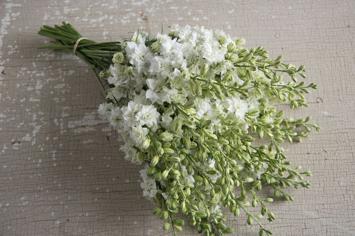 QIS? White – Larkspur Seed