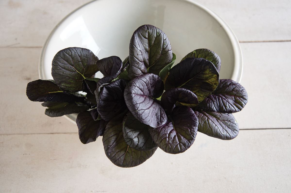 Red Cloud – Red Tatsoi Seeds