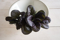 Red Cloud – Red Tatsoi Seeds