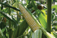 Kickoff XR – Treated Corn Seed