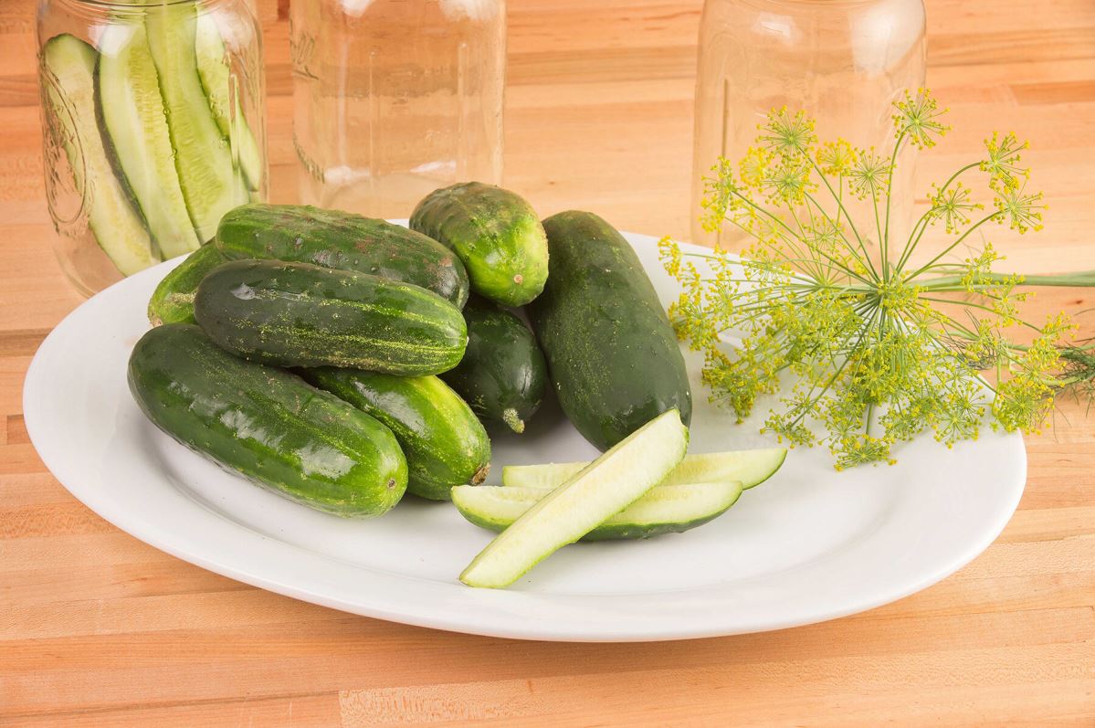 Max Pack – Cucumber Seed