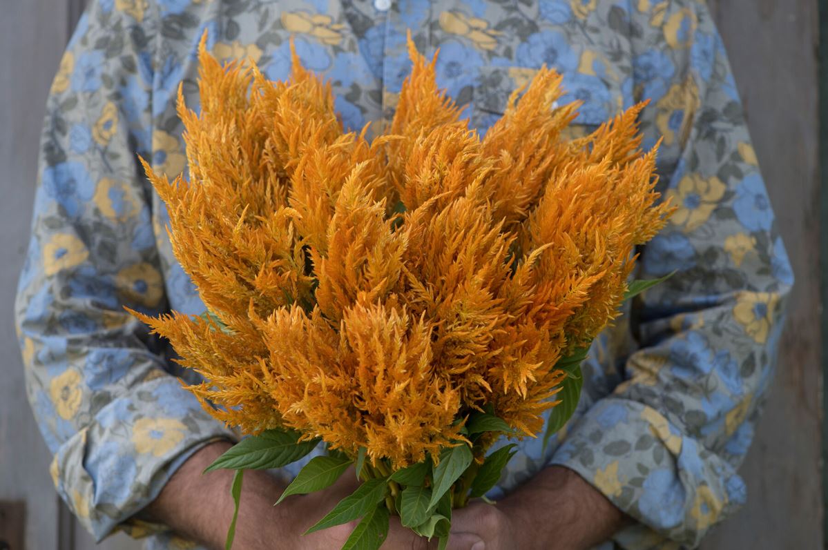 Sunday Gold – Celosia Seed
