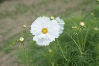 Fizzy White – Cosmos Seed