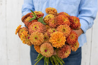 Queen Lime Orange – Zinnia Seed