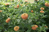 Queen Lime Orange – Zinnia Seed