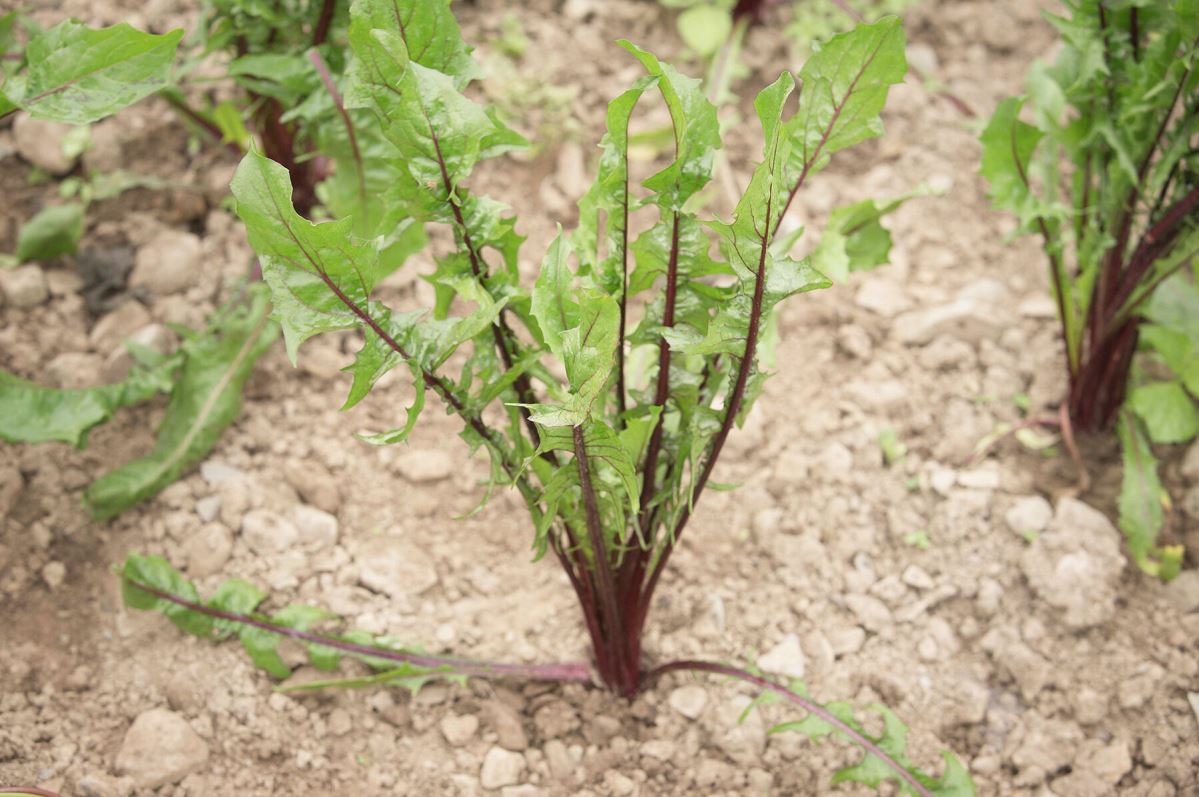 Italiko Red – Italian Dandelion Seed