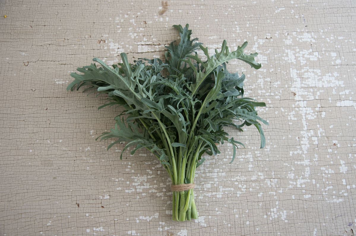 Spigariello Riccia – Broccoli Seed