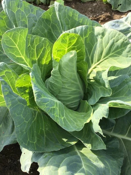 Murdoc – Organic Cabbage Seed