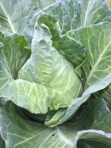 Murdoc – Organic Cabbage Seed