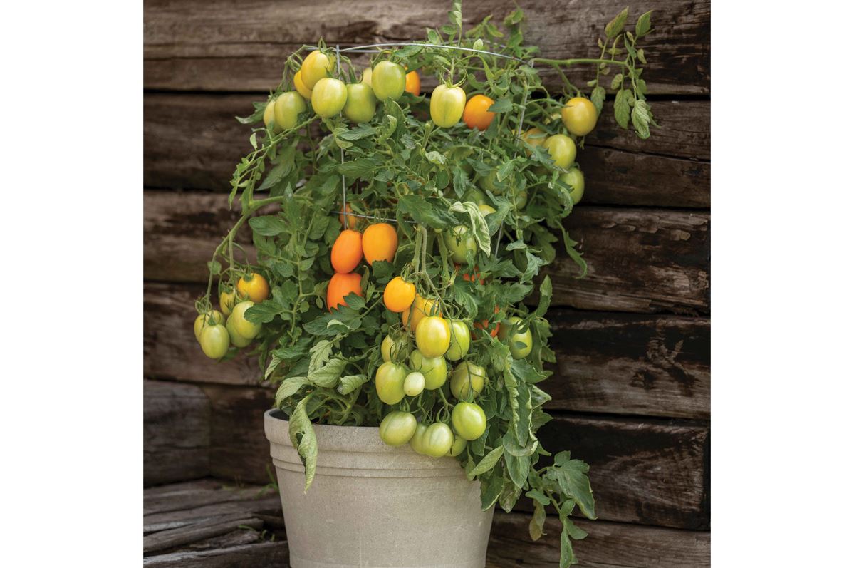 Sunrise Sauce – Tomato Seed