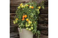 Sunrise Sauce – Tomato Seed