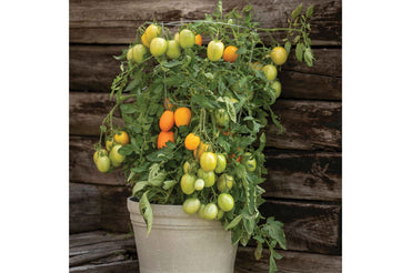 Sunrise Sauce – Tomato Seed