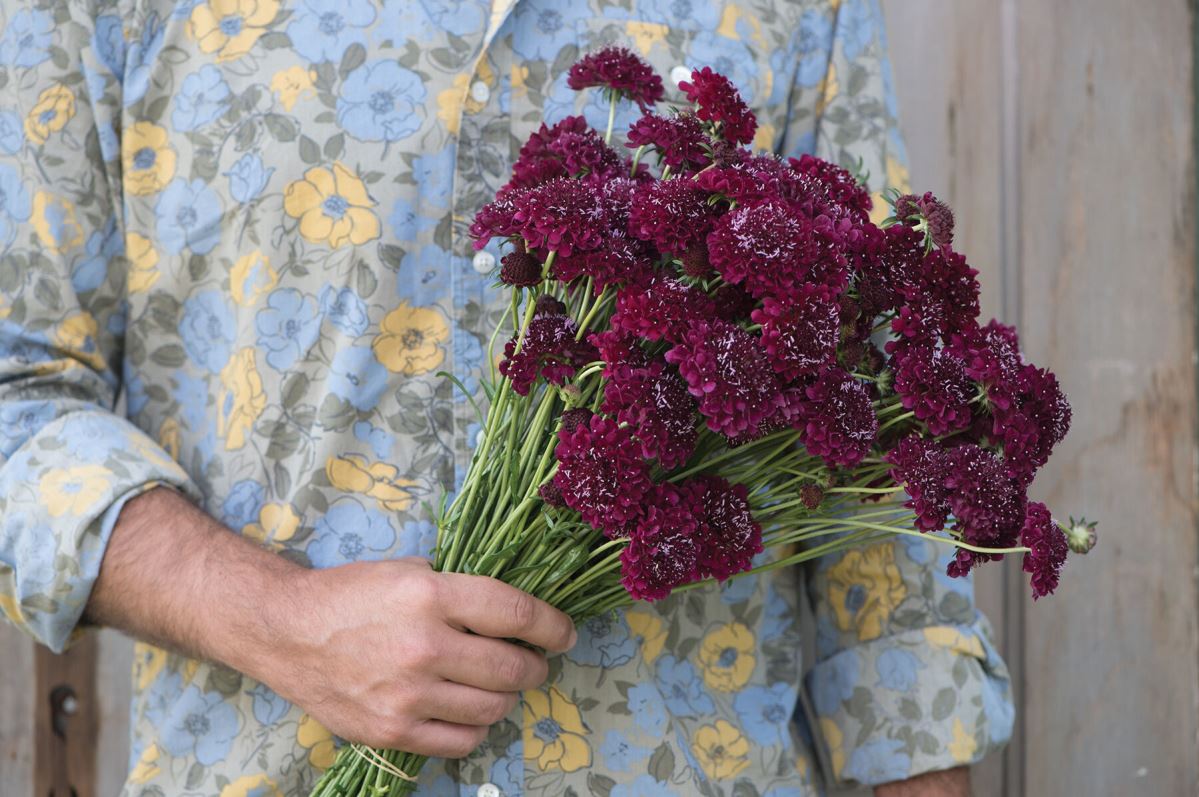Merlot Red – Organic Scabiosa Seed