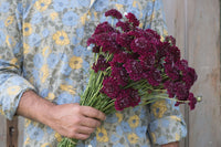 Merlot Red – Organic Scabiosa Seed