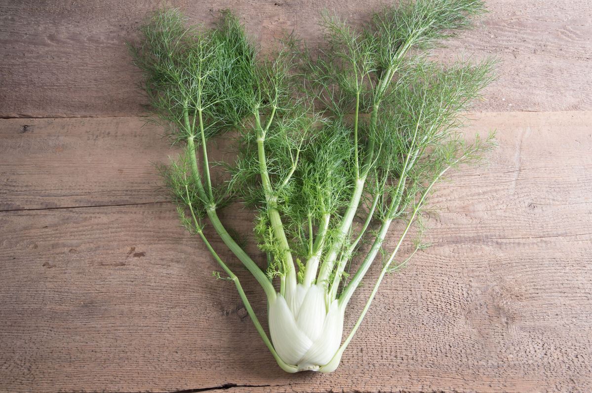 Fino – Organic Fennel Seed