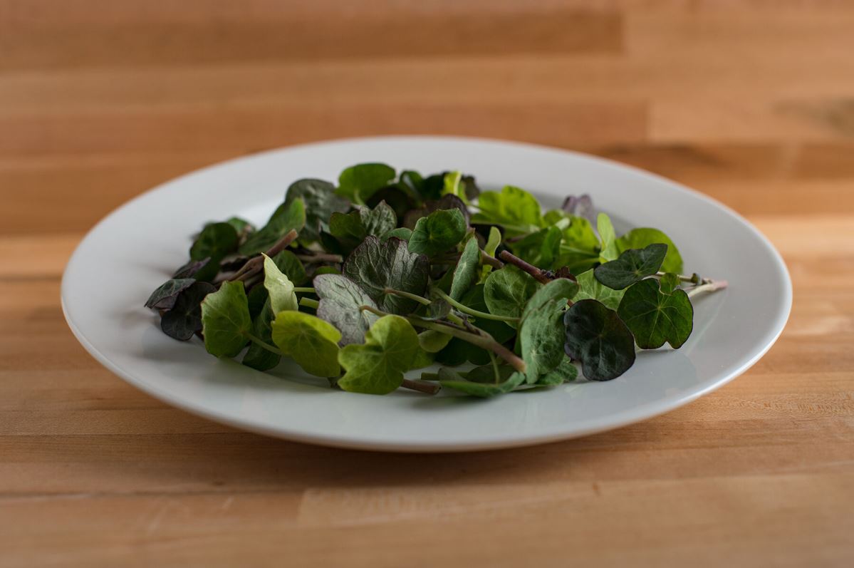 Shades of Green Nasturtium – Shoot Seed