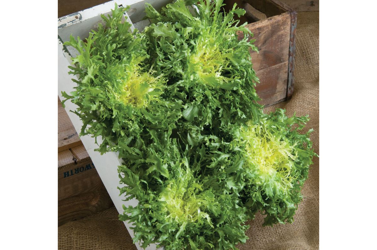 Rhodos – Endive Seed