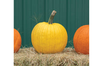 Mellow Yellow – Pumpkin Seed