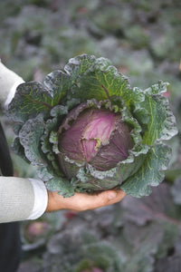 Deadon – Organic Cabbage Seed