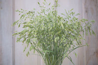 Bromus Grass – Ornamental Grass Seed