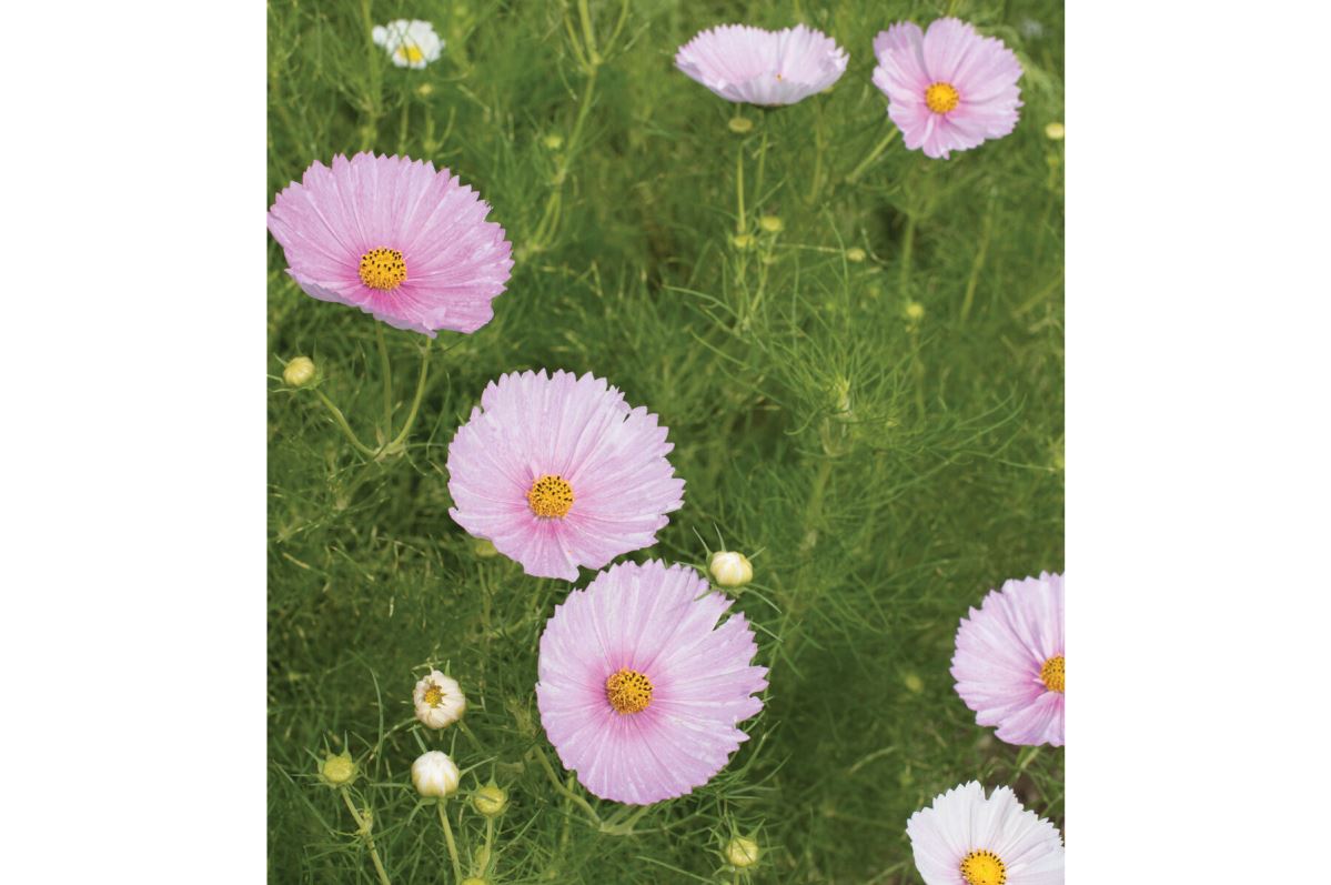Cupcakes Blush – Cosmos Seed