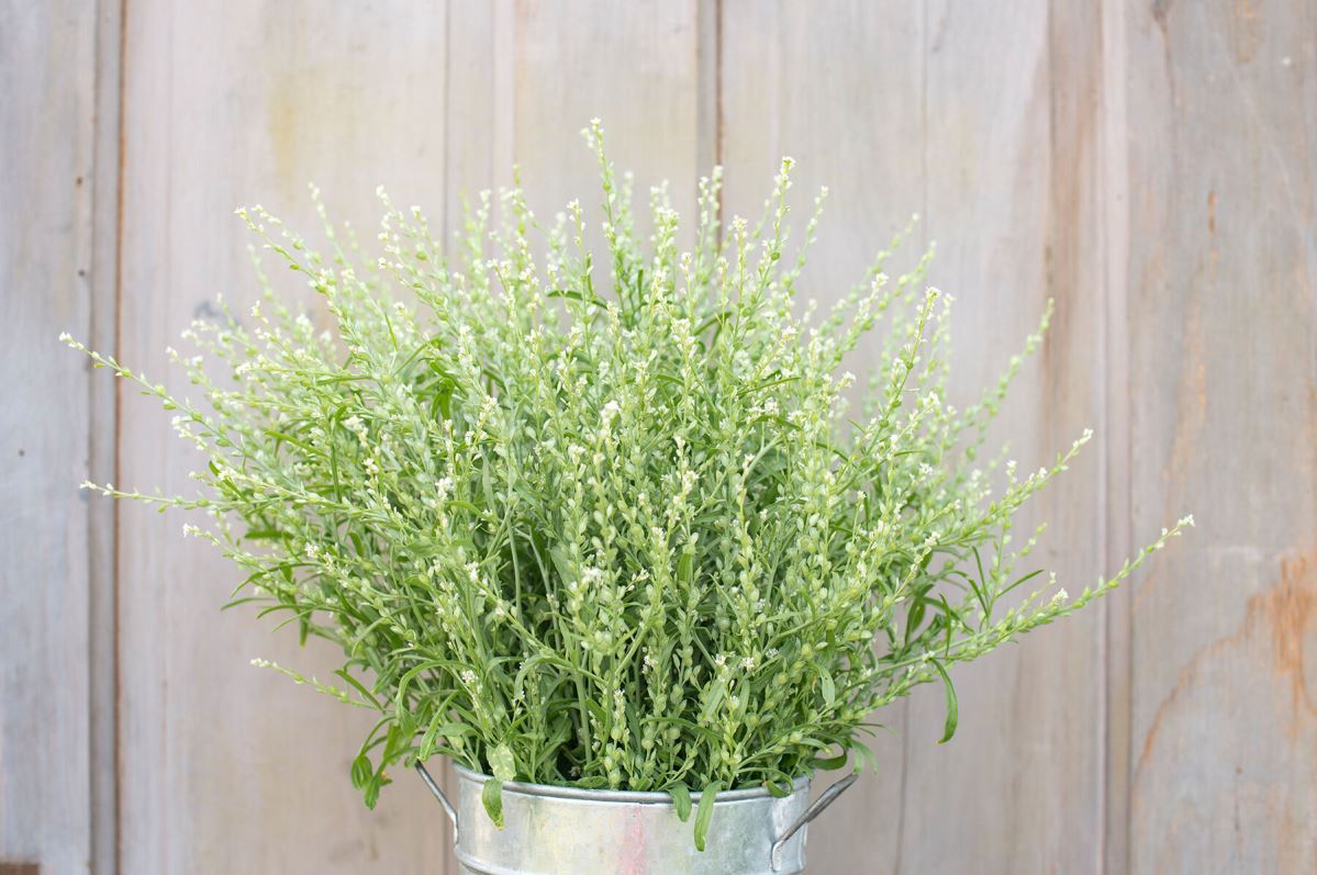 Persian Cress – Organic Cress Seed