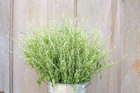 Persian Cress – Organic Cress Seed