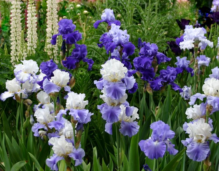 Heavenly Blues Iris Mixture Super Sak