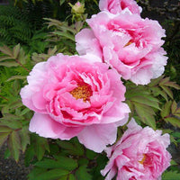 Pink Peony Flower Seeds Perennial Deciduous Shrub Seed