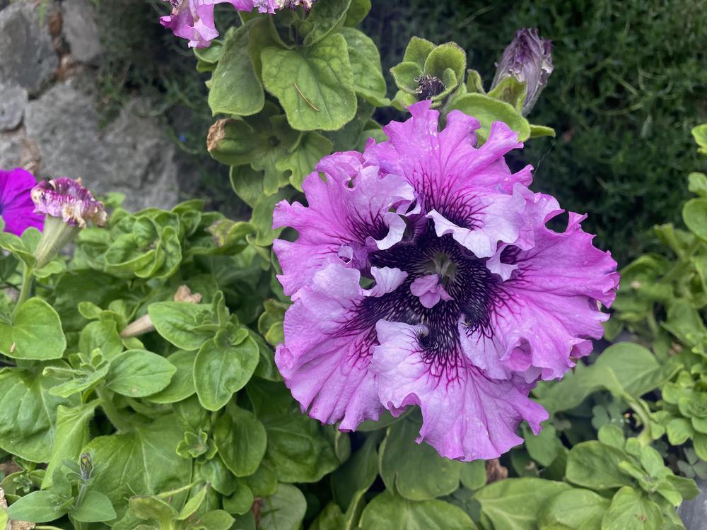 Petunia- Superbissima Rosea