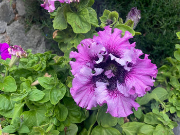 Petunia- Superbissima Rosea