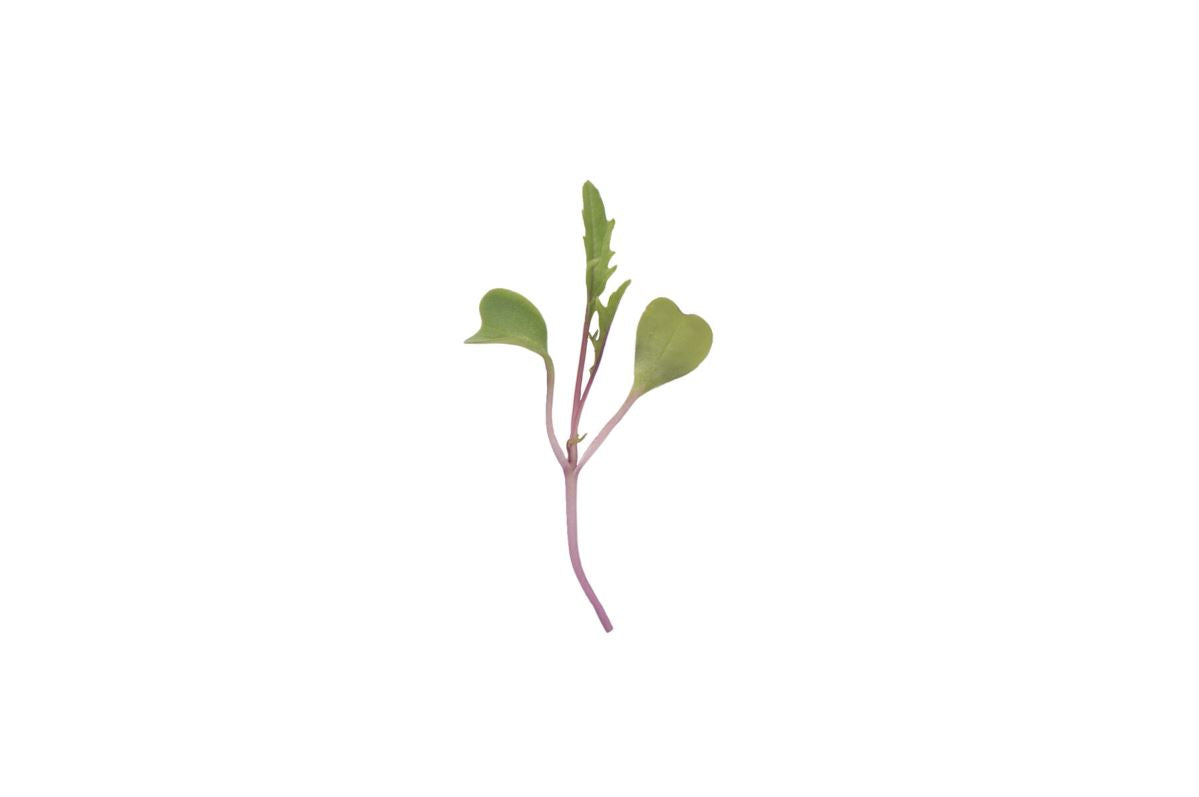 Mizuna, Central Red – Microgreen Seed