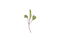 Mizuna, Central Red – Microgreen Seed
