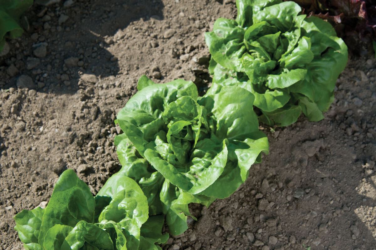 Buttercrunch – Organic Lettuce Seed