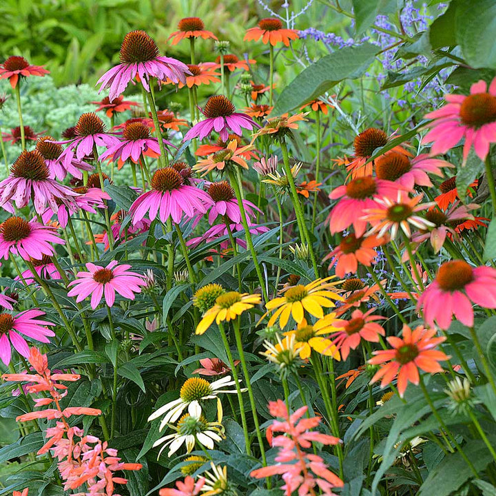 Mixed Echinacea Cheyenne Spirit Wildflower Seeds for Planting - To attract Pollinators & Butterflies, GMO Free Seeds