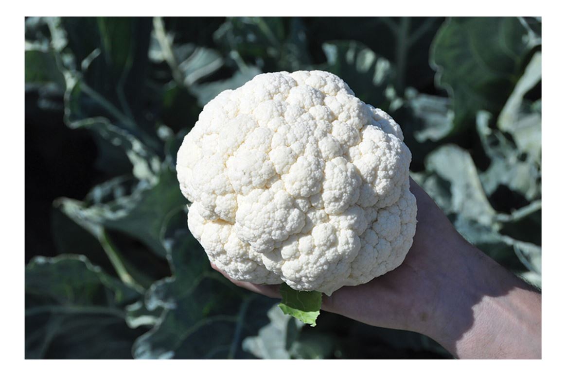 Janvel – Organic Cauliflower