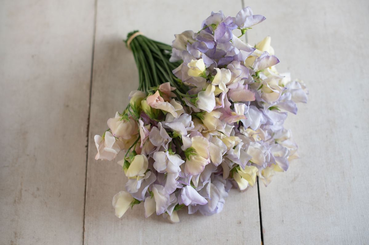 Old Times – Sweet Pea Seed