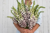 Pam’s Choice – Digitalis Seed