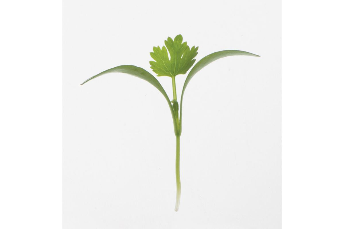 Cilantro, Monogerm – Organic Microgreen Seed